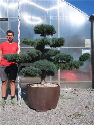 Mädchen-Kiefer - Pinus pentaphylla