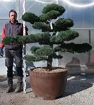 Mädchen-Kiefer - Pinus pentaphylla