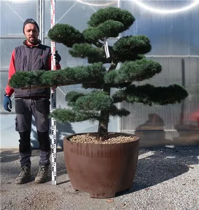 Mädchen-Kiefer - Pinus pentaphylla
