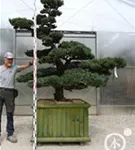 Mädchen-Kiefer - Pinus pentaphylla