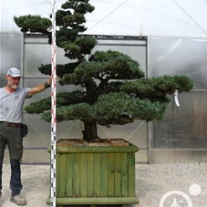 Pinus pentaphylla, Gartenbonsai Y14 - 190