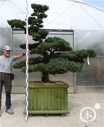 Mädchen-Kiefer - Pinus pentaphylla