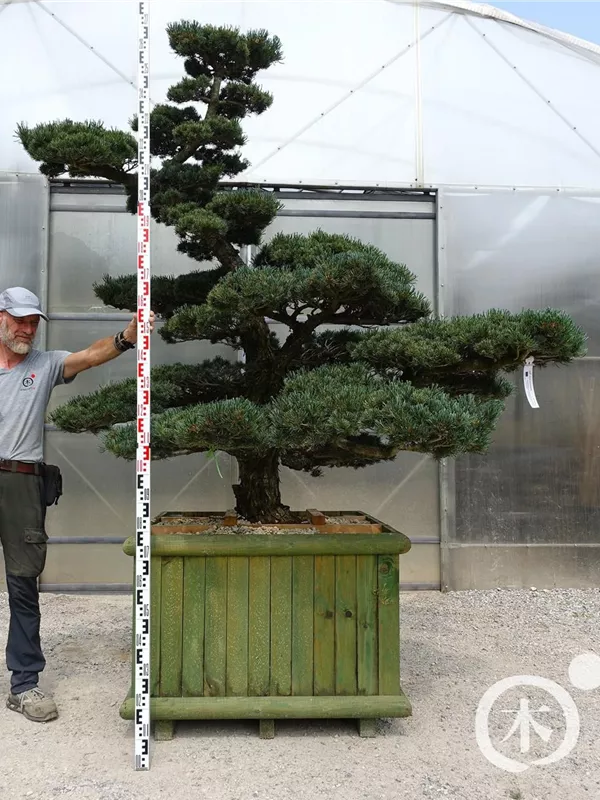 Mädchen-Kiefer - Pinus pentaphylla