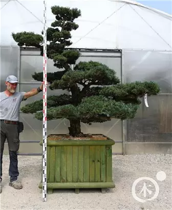 Mädchen-Kiefer - Pinus pentaphylla