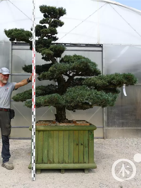 Mädchen-Kiefer - Pinus pentaphylla