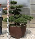 Mädchen-Kiefer - Pinus pentaphylla