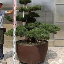 Pinus pentaphylla, Gartenbonsai Y15 - 100