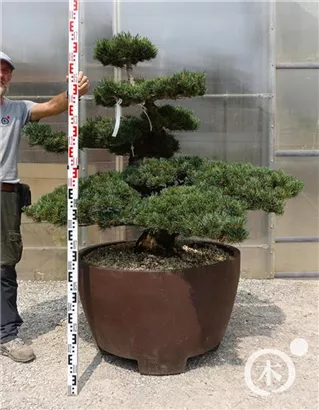 Mädchen-Kiefer - Pinus pentaphylla