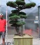 Mädchen-Kiefer - Pinus pentaphylla