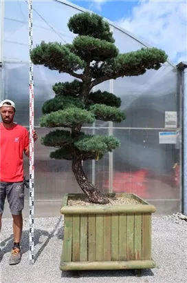 Mädchen-Kiefer - Pinus pentaphylla