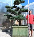 Mädchen-Kiefer - Pinus pentaphylla