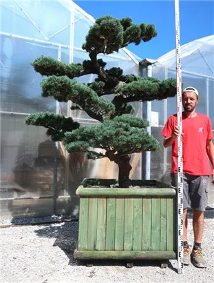Mädchen-Kiefer - Pinus pentaphylla