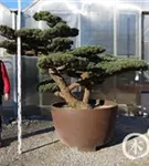 Mädchen-Kiefer - Pinus pentaphylla