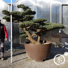 Pinus pentaphylla, Gartenbonsai YT10 - 150