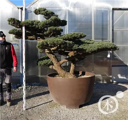 Mädchen-Kiefer - Pinus pentaphylla