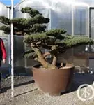 Mädchen-Kiefer - Pinus pentaphylla