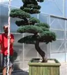 Mädchen-Kiefer - Pinus pentaphylla