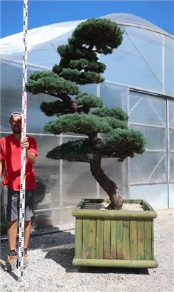Mädchen-Kiefer - Pinus pentaphylla