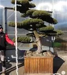 Mädchen-Kiefer - Pinus pentaphylla