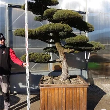 Pinus pentaphylla, Gartenbonsai F15 - 210