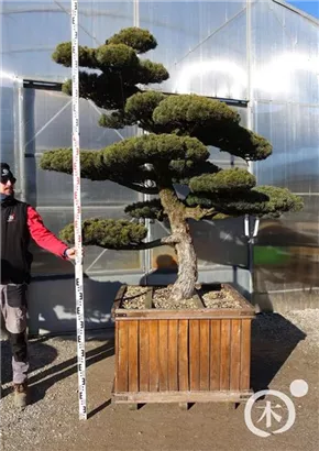 Mädchen-Kiefer - Pinus pentaphylla