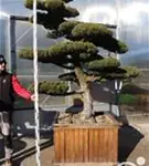 Mädchen-Kiefer - Pinus pentaphylla