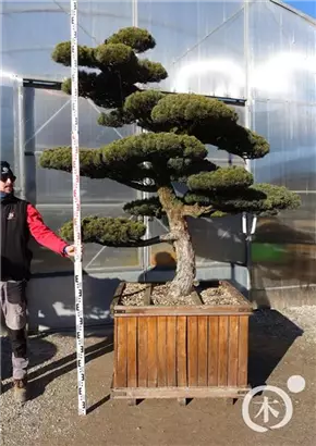Mädchen-Kiefer - Pinus pentaphylla