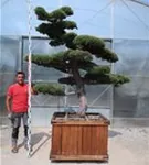 Mädchen-Kiefer - Pinus pentaphylla
