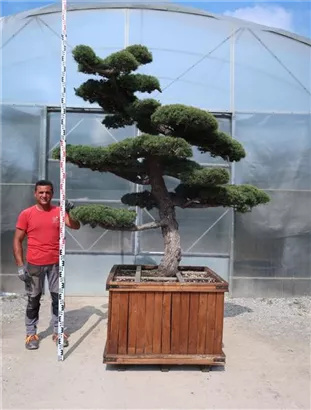 Mädchen-Kiefer - Pinus pentaphylla