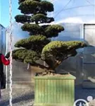 Mädchen-Kiefer - Pinus pentaphylla