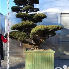 Pinus pentaphylla, Gartenbonsai YT3 - 230