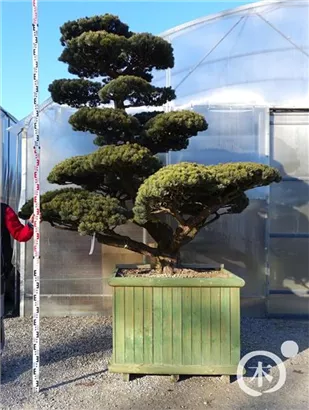 Mädchen-Kiefer - Pinus pentaphylla