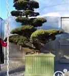Mädchen-Kiefer - Pinus pentaphylla
