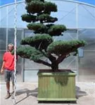 Mädchen-Kiefer - Pinus pentaphylla