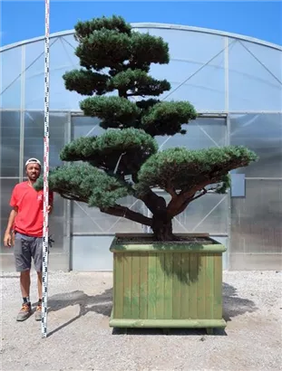 Mädchen-Kiefer - Pinus pentaphylla
