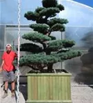 Mädchen-Kiefer - Pinus pentaphylla