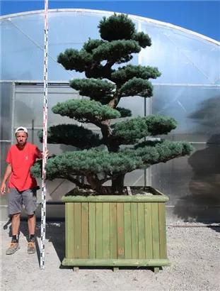 Mädchen-Kiefer - Pinus pentaphylla