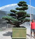 Mädchen-Kiefer - Pinus pentaphylla