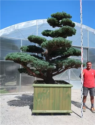 Mädchen-Kiefer - Pinus pentaphylla