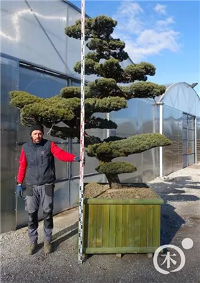 Mädchen-Kiefer - Pinus pentaphylla
