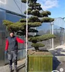 Mädchen-Kiefer - Pinus pentaphylla