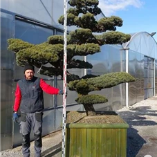 Pinus pentaphylla, Gartenbonsai Y27 - 240