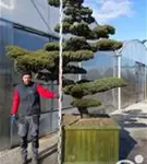 Mädchen-Kiefer - Pinus pentaphylla