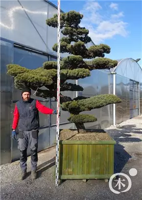 Mädchen-Kiefer - Pinus pentaphylla