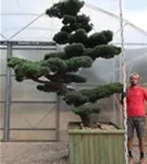 Mädchen-Kiefer - Pinus pentaphylla