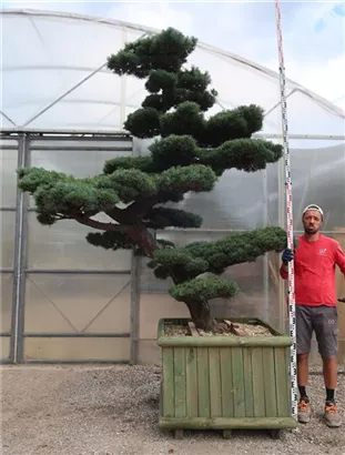 Mädchen-Kiefer - Pinus pentaphylla