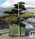 Mädchen-Kiefer - Pinus pentaphylla