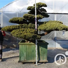 Pinus pentaphylla, Gartenbonsai YT1 - 180