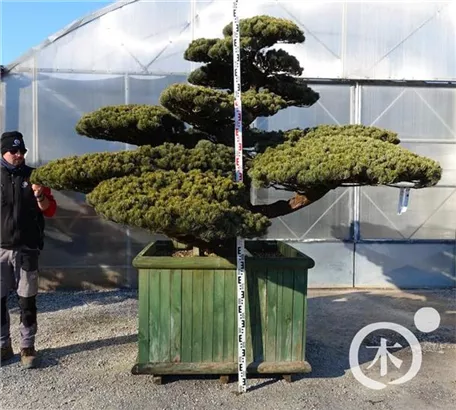 Mädchen-Kiefer - Pinus pentaphylla