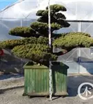 Mädchen-Kiefer - Pinus pentaphylla